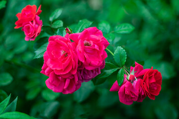 Fototapeta premium Pink roses in close-up against a blurred background.
