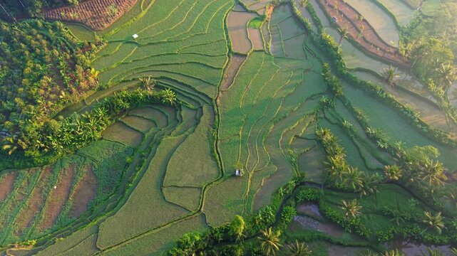 Aerial view of lush green rice terraces with palm trees and irrigation channels in the rural landscape of Selomerto, Central Java, Indonesia.