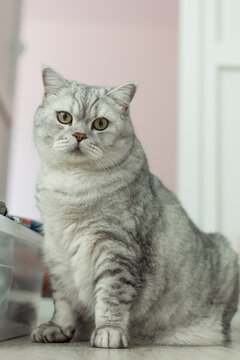 Plump British Shorthair cat with striking green eyes sits calmly indoors