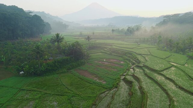 Aerial view of lush green rice terraces in the misty landscape of Selomerto, Central Java, Indonesia.