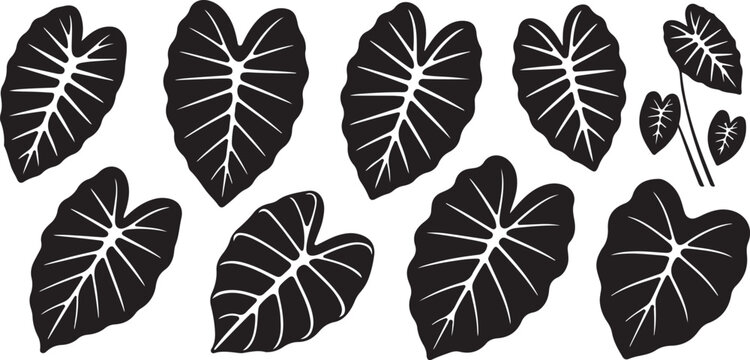 Set of isolated black leaf silhouettes of elephant ear tropical plants with various organic shapes for nature themed graphic elements.