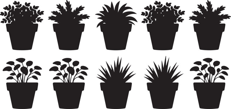 Set of various indoor house plants in flower pots featuring different leaf shapes and styles for gardening or home interior.