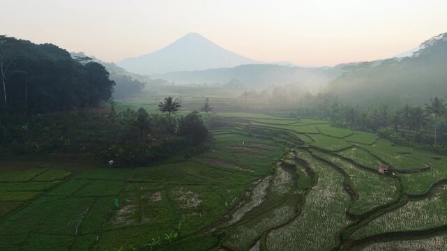 Aerial view of lush green rice terraces in Selomerto, Central Java, Indonesia.