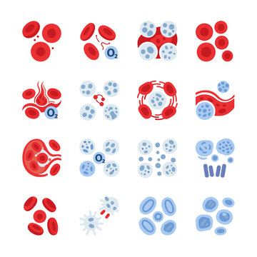 Blood Cells and Immune System Cells.