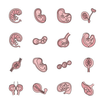 Human Embryo Development Stages Anatomy.