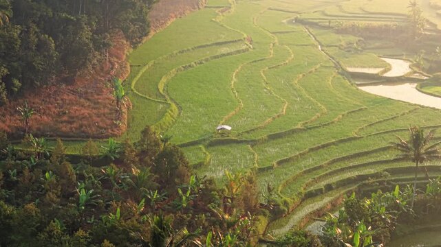 Aerial view of lush green rice terraces in Selomerto, Central Java, Indonesia.