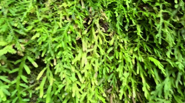 Selaginella kraussiana (Krauss spikemoss, Krauss's clubmoss, African clubmoss). Growing to just 5 cm high, it is a low-growing, mat-forming evergreen perennial.