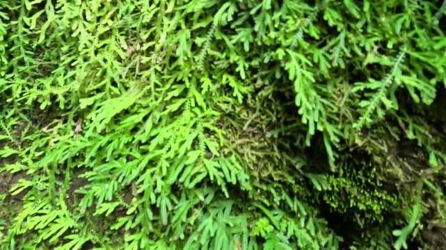 Selaginella kraussiana (Krauss spikemoss, Krauss's clubmoss, African clubmoss). Growing to just 5 cm high, it is a low-growing, mat-forming evergreen perennial.