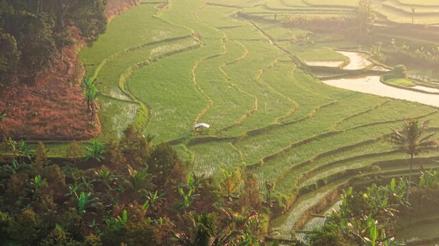 Aerial view of lush green rice terraces in Selomerto, Central Java, Indonesia.