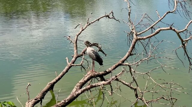 An Asian openbill stork (Anastomus oscitans) stands on a dead branch above a lake, periodically turning its head to observe the surrounding nature in an urban park in Thailand.