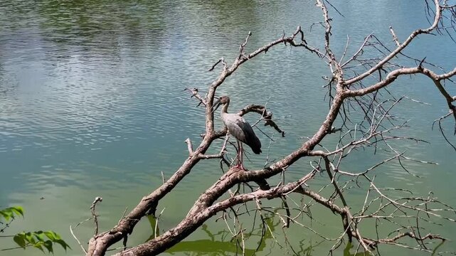 An Indian Openbill Stork (Anastomus oscitans) stands calmly on a dry tree branch above a lake. The bird carefully surveys its surroundings in its natural habitat on a sunny day in a city park.