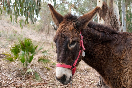Donkey Close Up Portrait