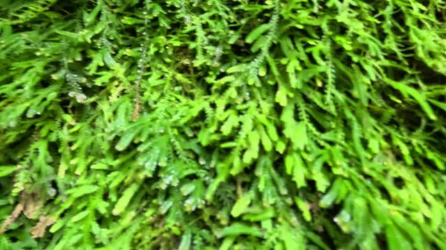Selaginella kraussiana (Krauss spikemoss, Krauss's clubmoss, African clubmoss). Growing to just 5 cm high, it is a low-growing, mat-forming evergreen perennial.