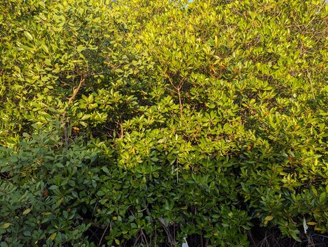 Close up of dense mangrove trees with thick green glossy foliage and visible branches. Coastal forest texture, tropical ecosystem, nature background, Rhizophora leaves, sunlight on leaves, environment