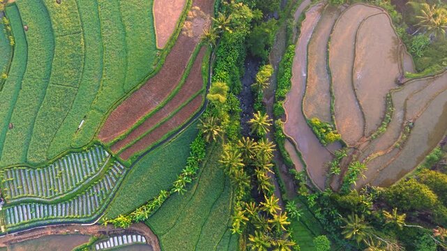 Aerial view of lush green rice terraces and palm trees along a small stream in Selomerto, Central Java, Indonesia.