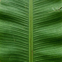 Closeup of a vibrant green banana leaf with prominent veins © Tegar Ramadhani