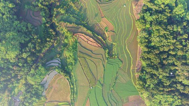 Aerial view of lush green rice terraces carved into the hillsides surrounded by dense tropical vegetation and palm trees in Selomerto, Central Java, Indonesia.