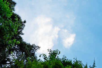 Fototapeta premium Blue Sky with White Clouds Framed by Green Pine Trees with Copy Space for Background