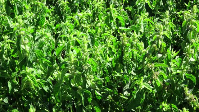 仁頃はっか公園　ハッカ畑