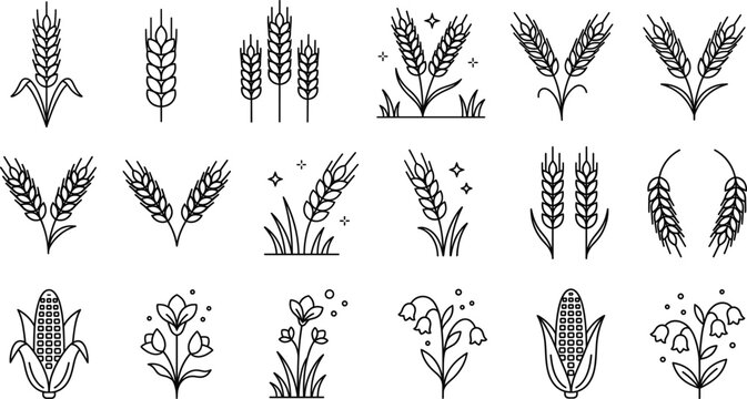 Wheat grain and corn stalk line icon set featuring agriculture harvest crops barley rye and farm plant symbols