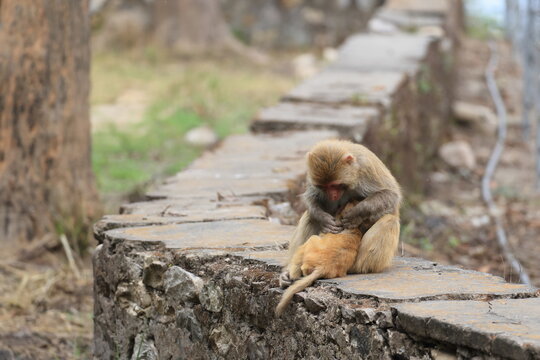 The rhesus macaque (Macaca mulatta), colloquially rhesus monkey, is a species of Old World monkey. This photo was taken in North India.
