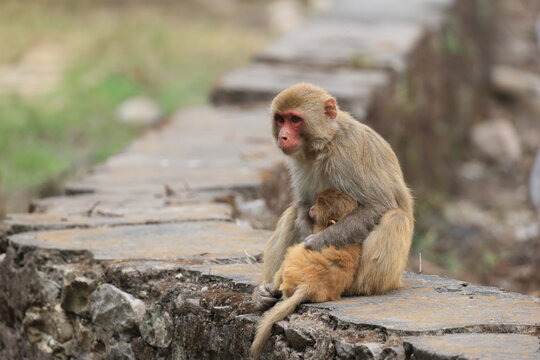 The rhesus macaque (Macaca mulatta), colloquially rhesus monkey, is a species of Old World monkey. This photo was taken in North India.