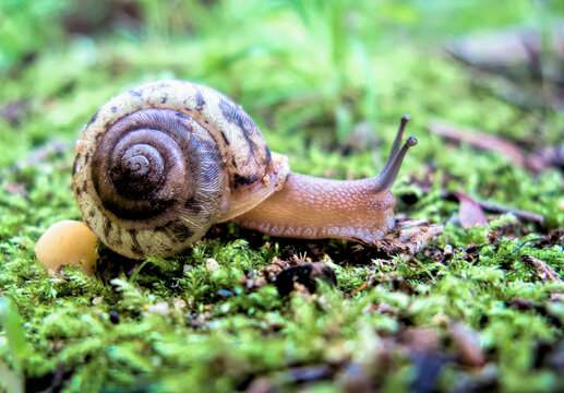 Snail Feeding