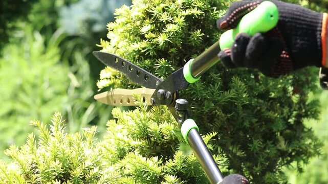 The process of trimming a bush in the garden. Manual hedge shears at work. Shaping yew in niwaki style (garden bonsai). Gardener using manual hedge shears shapes a green bush in the garden