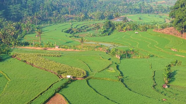 Aerial view of lush green rice terraces in the countryside with palm trees and small farming structures in Selomerto, Central Java, Indonesia.
