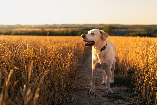 Dog walking through golden wheat field on sunny summer day. Labrador retriever pet animal exploration, and active canine lifestyle concept.