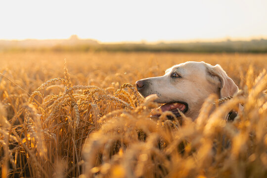 Dog walking through golden wheat field on sunny summer day. Labrador retriever pet animal exploration, and active canine lifestyle concept.