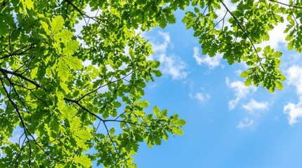 Fototapeta premium Green leaves against a clear blue sky with a few white clouds.