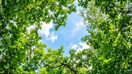 Fototapeta premium A serene forest scene with a clear blue sky and lush green trees, featuring a variety of bird species and a variety of leaves.