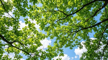 Fototapeta premium A tree with green leaves against a blue sky with white clouds.