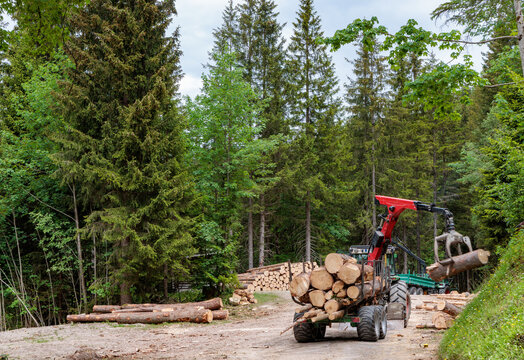 Logging tractor with a hydraulic crane crane loading timber logs in a dense green forest, sustainable forestry management and timber industry concept.