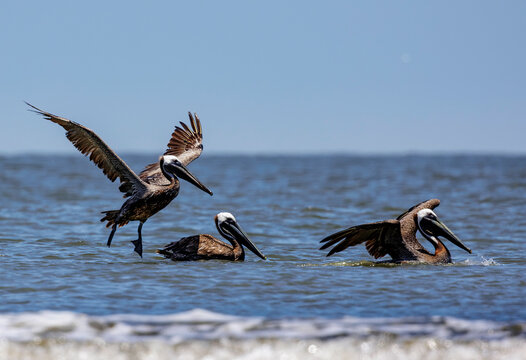 pelicans on the beach fishing and landing