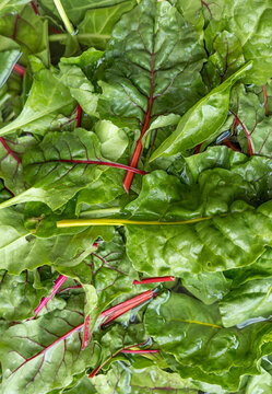 Fresh chard leaves with vibrant red stems and green foliage