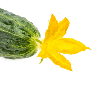 Green cucumber with vibrant yellow flower