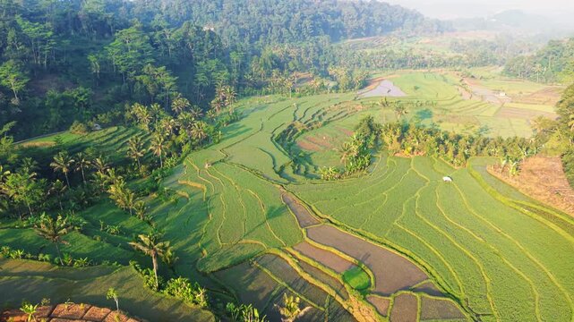 Aerial view of lush green rice terraces carved into the hillsides of Selomerto, Central Java, Indonesia.