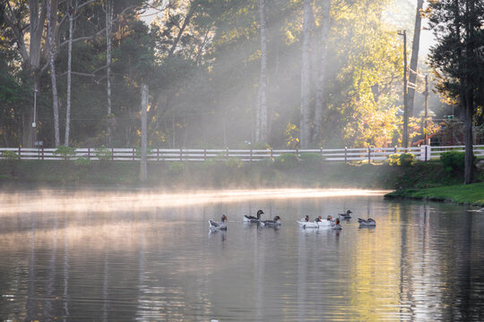 Lake, trees and goose in a lake in Brazil