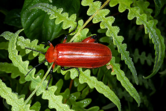 Bright red blister beetle (Horia debyi) on green leaves, top view, Kelabit Highlands, Sarawak, Borneo