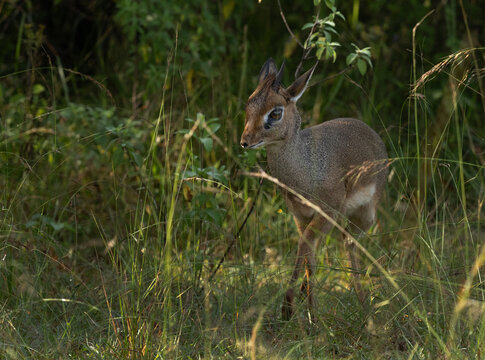 Krik dik dik antelope in Masai Mara grassland