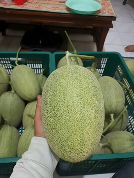 Organic Hydroponic Melon Farming Harvest