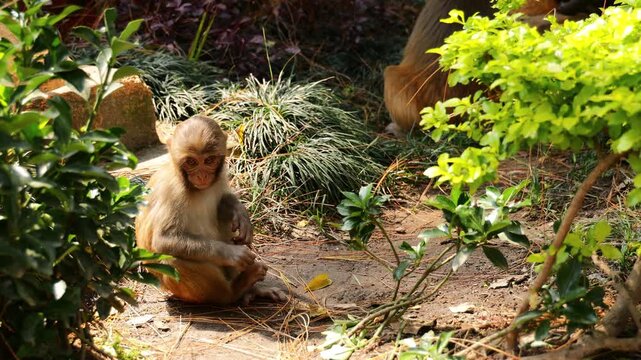 Monkey resting in an urban area of Kathmandu, Nepal. The animal is observed in its natural behavior within the city environment, where monkeys are a common sight near temples, parks, and historic site