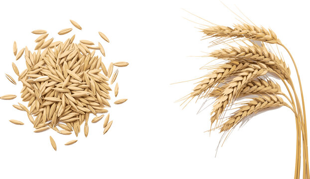 Wheat Grain and Wheat Bundle Set with Detailed Seeds and Stalks for Agriculture, Farming, and Nature Illustration Designs