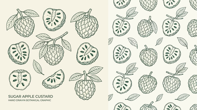 Minimalist vector line art illustration of a tropical sugar apple custard fruit, featuring clean monoline design and modern aesthetic, isolated on white for sophisticated graphic branding.
