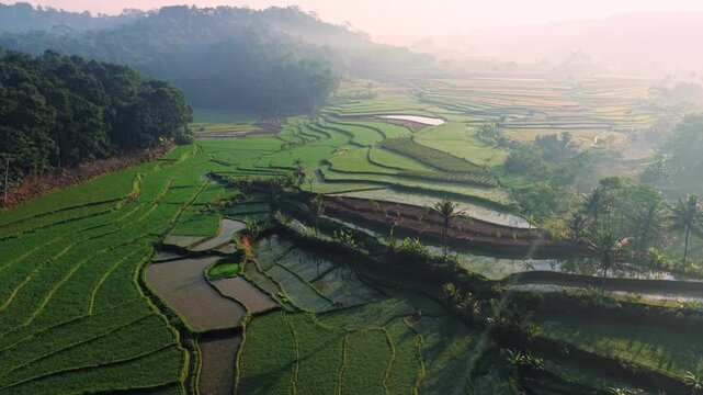 Aerial view of lush green rice terraces with water-filled paddies, tropical trees, and morning mist in Selomerto, Central Java, Indonesia.