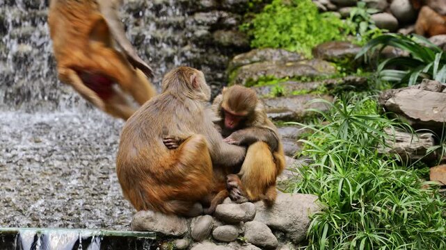 Monkey resting in an urban area of Kathmandu, Nepal. The animal is observed in its natural behavior within the city environment, where monkeys are a common sight near temples, parks