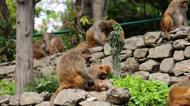 Monkey resting in an urban area of Kathmandu, Nepal. The animal is observed in its natural behavior within the city environment, where monkeys are a common sight near temples, parks