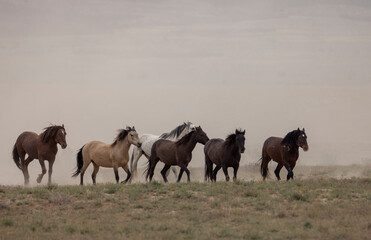Fototapeta premium Wild Horses in Springtime in the Utah Desert
